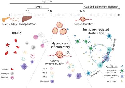 Immune-Protective Formulations and Process Strategies for Improved Survival and Function of Transplanted Islets